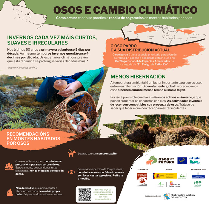 Oso Pardo